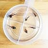 BH-Copper-John-Fly-Fishing-Nymph-Trout-Fly-Assortment-Choose-Your-Color-6-Flies