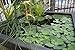 Aquascape 78051 Aquatic Patio Pond Planter, Container Water Garden, Large, Gray Slate