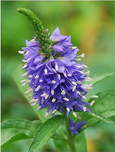 Amazon 100個の家宝の母親のレオヌスのアルテミシアのハーブの植物多年生の開花盆栽ポットのハーブの庭花鉢のためのプランタ 8 観葉植物 オンライン通販