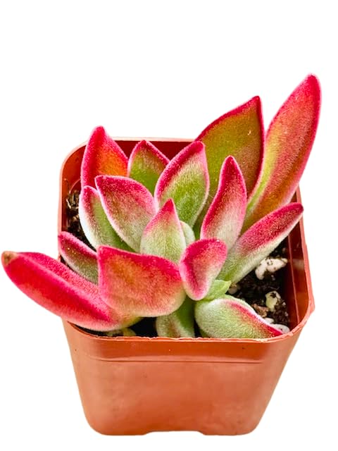 2" Echeveria Ruby Slippers Live Succulent Plant - Easy Care House Plant Rooted in Succulent Soil by The Succulent Cult