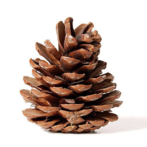 5 Bulk+Package+Natural+Pinecones+24+Pack