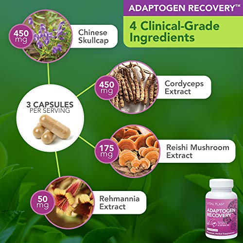 Vital Plan Immune Support Supplements by Dr. Bill Rawls Immune Boost Bundle w/ Japanese