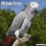 African Greys Calendar - Just African Greys Calendar - 2015 Wall calendars - Animal Calendars - Parr by 