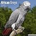 African Greys Calendar - Just African Greys Calendar - 2015 Wall calendars - Animal Calendars - Parrot Calendars - Monthly Wall Calendar by Avonside