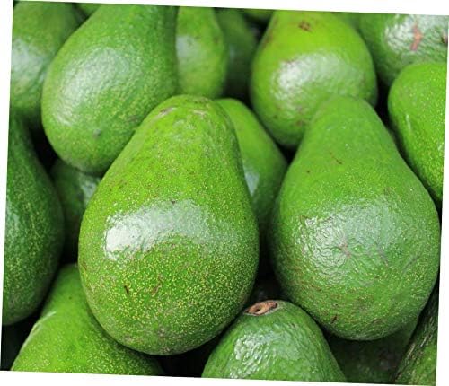 TLP 5 Pcs Live Plant Avocado Live Fruit Tree - 143EB