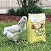 Manna Pro Chick Starter | Medicated Chick feed formulated with Amprolium | Prevents Coccidiosis | Feed Crumbles | 25 Pounds
