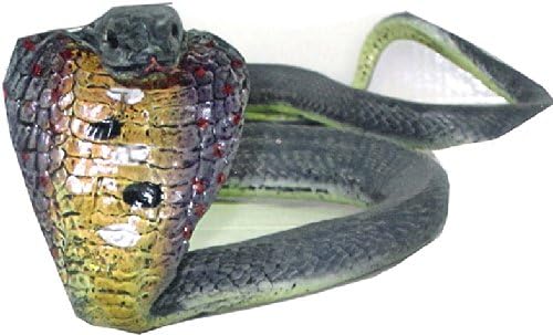 36" Young Egyptian Cobra