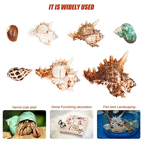 Hermit Crab Shells/Turbo Shells/7Pcs Assorted Turbo Shells/Hermit Crab House for Décor/Seashell Opening Size 0.98\