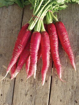 Krypton Radish Red Salad Long Imported Heirloom USDA Organic, 10 GMS Pack by Go Green