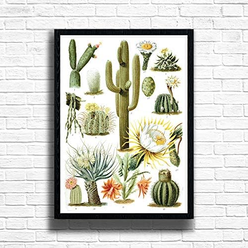 Cactus Framed Wall Art Print, Vintage Botanical Succulent Plant Cactaceae Poster with A3, A4 Frame in Black Oak White Colour Options (Black, A3)