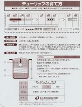 Amazon チューリップ球根 アンジェリケセレクト 10球入り 2袋セット 球根