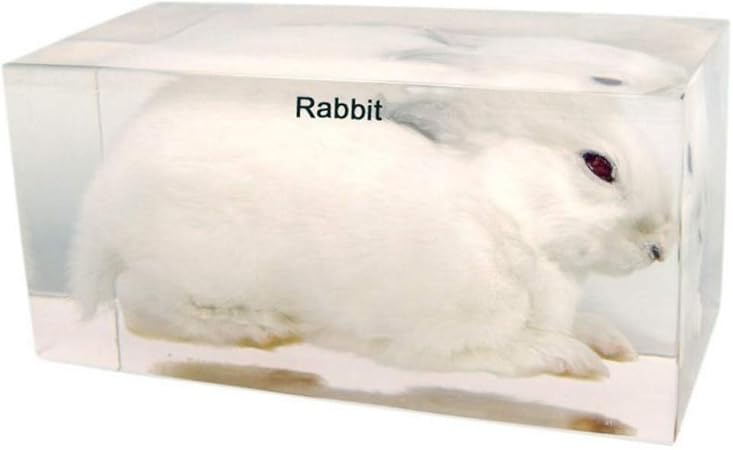 Amazon 本物のウサギの標本動物の標本アクリルブロック文鎮科学教室の標本生物の展示科学教育用標本 生態 採集 おもちゃ