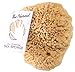 The Natural Sea Sponge, 7 to 8-Inch, Yellow