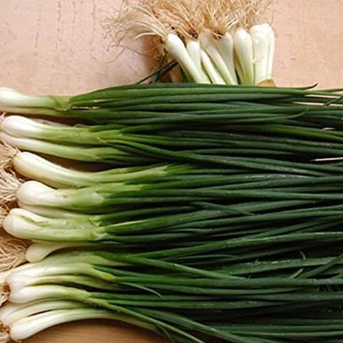 Afco 100Pcs Organic Shallot Green Onion Vegetable Seasoning Seeds Garden Bonsai Plant Wonderful Gardening Gifts