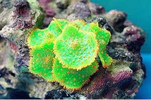 PANKER O5YV Pankero5v Artificial Coral Sea Plant Ornament, Realistic Silicone Aquarium Coral Plant Ornament for Aquarium Fish Tank Landscapes Scenery (Green A)