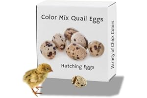 Undique Mixed Colored Jumbo Coturnix Quail Hatching Eggs (Count, 12)