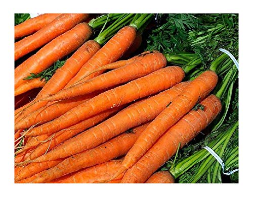 David's Garden Seeds Carrot Imperator 58 SL1871 (Orange) 500 Heirloom Seeds