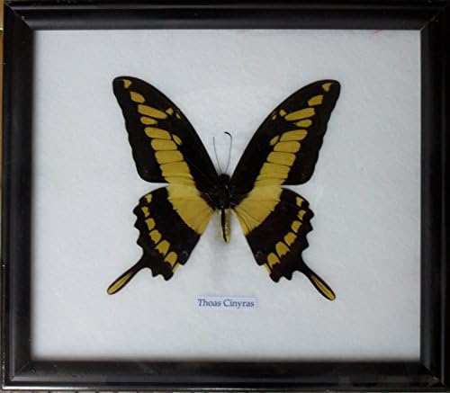 Real Single Papilio Thoas Cinyras Butterfly Taxidermy Display in Frame