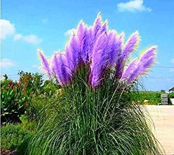 500 Pcs Pampas Grass Seed Patio and Garden Potted Ornamental Plants New Flowers (Pink Yellow White Purple) Cortaderia Grass Seed