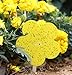 Plai Double-Side Plant Flycatchers, Control of Flying Pests, White Fly, Winged Aphids, Leaf Miners & Black Fungus Gnats