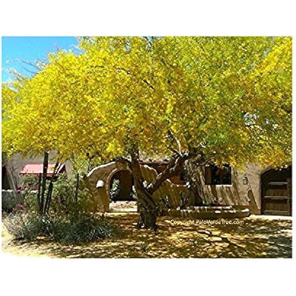 Amazon Com Blue Palo Verde Tree 15 Seeds Buy 1 Get 1 Free Garden Outdoor