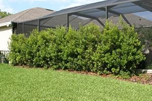 Brighter Blooms - Wax Myrtle Shrub - Easy to Grow and Dense Hedge - 3 Gallon