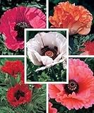 1000 MIXED COLORS ORIENTAL POPPY Papaver Orientale Flower Seeds