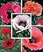 1000 MIXED COLORS ORIENTAL POPPY Papaver Orientale Flower Seeds
