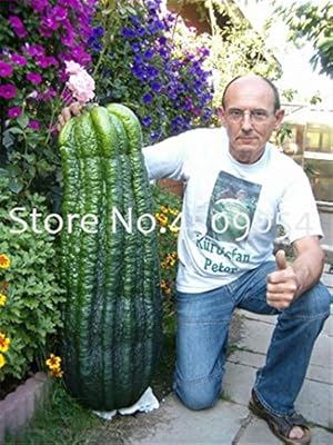 Bloom Green Co. 100 Piezas de Pepino Gigante Bonsai Mini Pepino ...