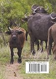 Image de Water Buffalo Blank Book Lined Journal (5x7)