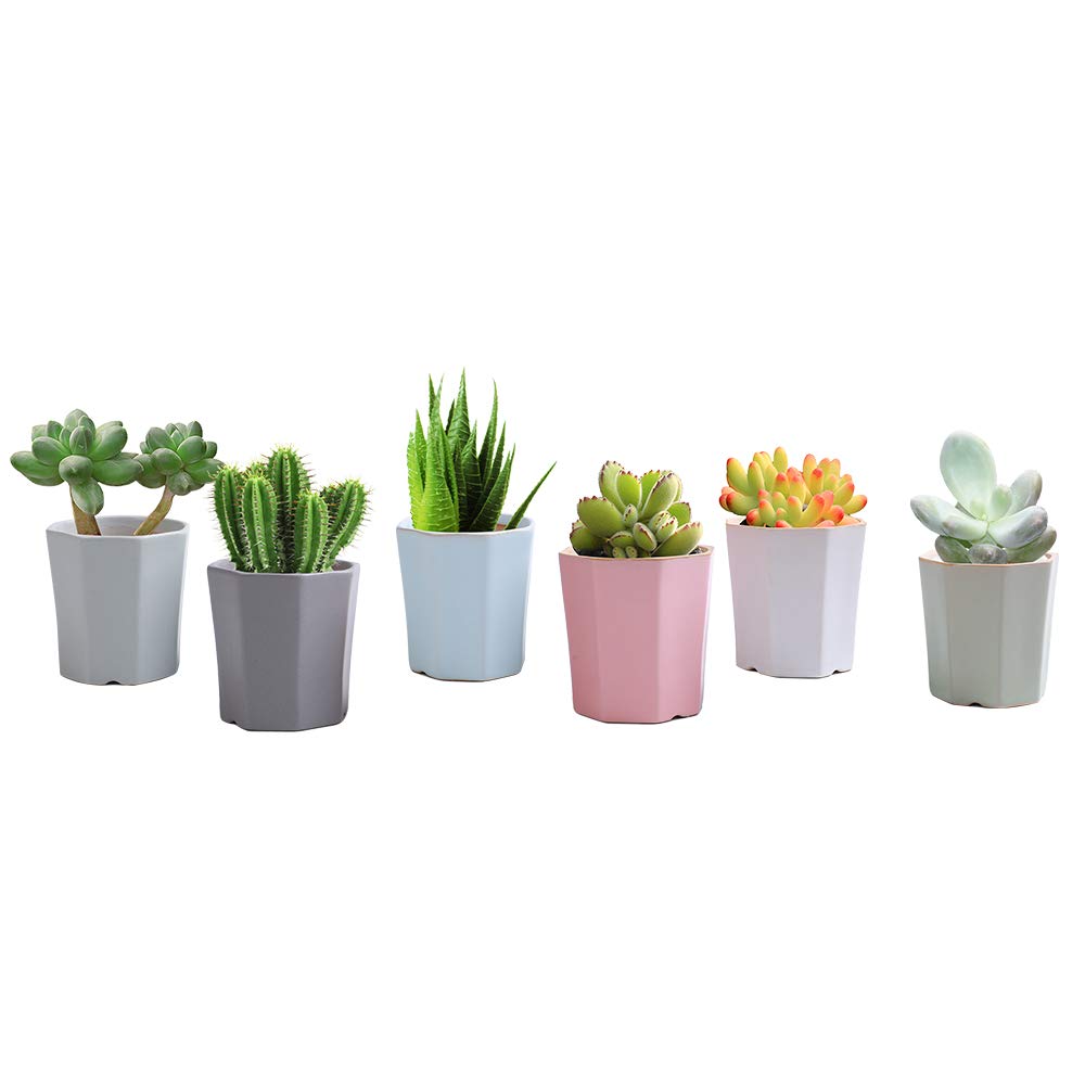 LUCKEGO - Maceta de cerámica con forma hexagonal para cactus ...