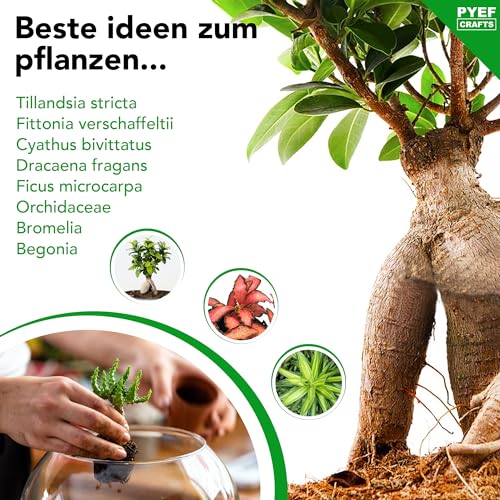 PYEF CRAFTS Bottle Garden Complete Set XL for Ecosystem in Glass - 4L Terrarium Plants for Biotope in Glass - Biosphere Terrarium Set - Kit Without Plant (Bottle Garden Large 4L)