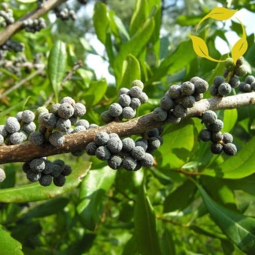 Wax Myrtle Southern Myrica Cerifera - 100+ Seeds