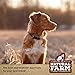 Natural Farm Odor-Free Bully Sticks (6 Inch, 20 Pack), 100% Beef Chews for Pups, Small and Medium Dogs, Non-GMO, Grain-Free, Fully Digestible, Natural Treats to Keep Your Dog Busy