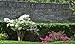 *30 DWARF WHITE CLOUD CRAPE MYRTLE SEEDS* RARE *#1195