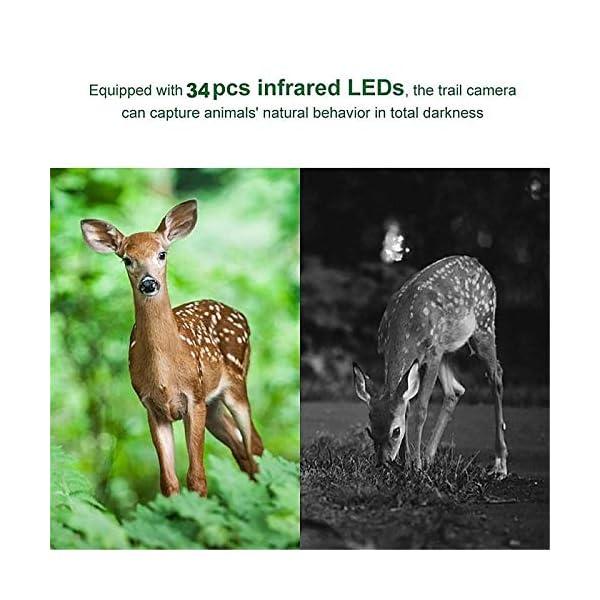EXCLVEA Wildkamera 12mp 1080p Infrarotkamera Infrarot Nachtsicht Wildlife Scouting Kameras für die Überwachung von… – Bild 5