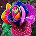 Adarl 100 pcs/Bag Rare Holland Rainbow Rose Flower Home Garden Rare Flower Seeds Colorful Rose Seeds