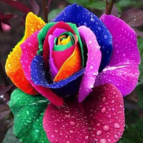 Adarl 100 pcs/Bag Rare Holland Rainbow Rose Flower Home Garden Rare Flower Seeds Colorful Rose Seeds Adarl 100 pcs/Bag Rare Holland Rainbow Rose Flower Home Garden Rare Flower Seeds Colorful Rose Seeds
