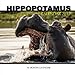 Hippopotamus Calendar 2017: 16 Month Calendar