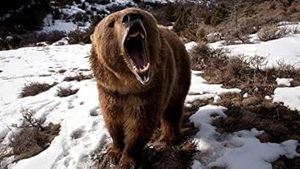 Puzzle 1000 Pezzi Orso Grizzly Arrabbiato Giochi Educativi Per Bambini Di  Intrattenimento Per Adulti: Amazon.it: Fai da te