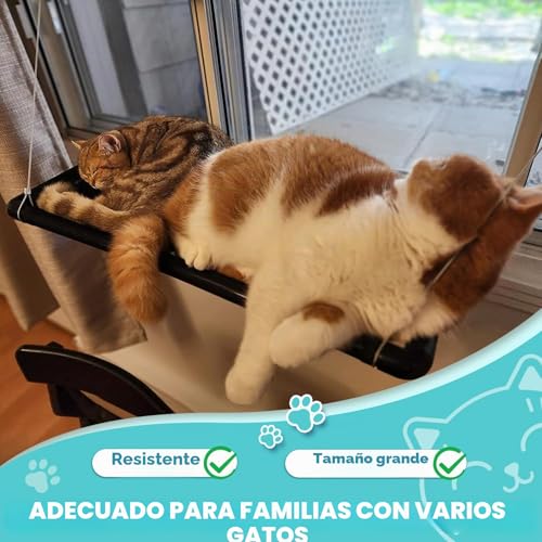 Dracarys Cat Hammock Window | for Large Cats up to 20 kg | Reinforced Hammock with Strong Suction Cup | for Sunbathing, Pet Bed | for Large Windows