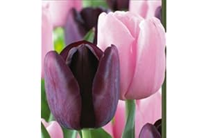 DAYLILY NURSERY Sugar Plum Triumph Tulip Mixture- 20 Nice, Fat Bulbs! Value Pack Pre-chilled Read for Spring!!