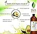 USDA Certified Organic Avocado Essential Oil (16 Oz) - 100% Pure Natural Oil by SVA Organics- Unrefined,Cold | Therapeutic Grade Improve Skin, antioxidants, Good for Hair unclog blocked follicles