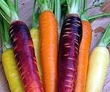 Rainbow Carrot Seeds - Non-GMO