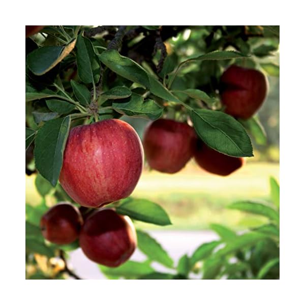 New-Nordic-Hair-Volume-90-Tablets-30-g-NEWHAIFEL New Nordic Hair Volume Tablets 90 Pack - Volumising Hair Growth and Grey Hair Prevention - Biotin Tablets - Hair…