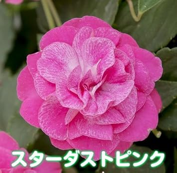 Amazon お好きな色を選んでね カリフォルニアローズ フィエスタ １株 スターダストピンク 花