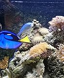 Aquariums: Everything you need to know.