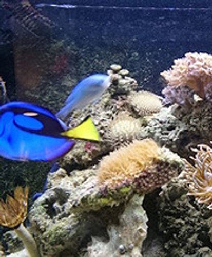 Aquariums: Everything you need to know.