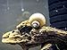 Aquatic Arts 1 Ivory White Mystery Snail (Pomacea bridgesii - 1/2 to 2+ inches) - Algae Eating Live Snail
