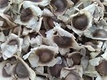 100 Moringa Oleifera Seeds Drumstick Tree Pure Organic 100%